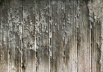 texture of the old painted shabby gray boards