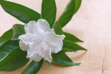 Crepe jasmine white blooming beautiful. The petals are wavy and shiny. Placed on a wooden floor.