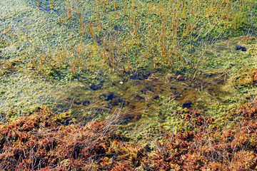 Closeup of wet moss on a bog. 