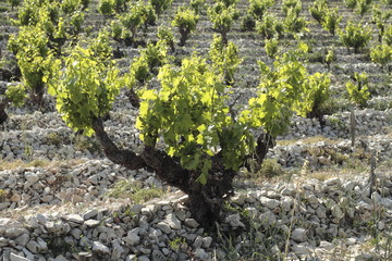 Chateauneuf du Pape © saxoph