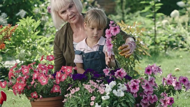 Tilt up of senior woman sitting with granddaughter in jeans overalls in garden and showing her flowers