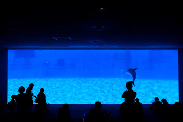 Fototapeta premium Silhouette of people looking for showing of dolphin.