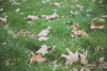 Fallen dry leaves on green grass in autumn. Autumnal background with film effect.
