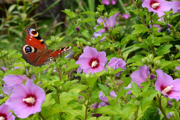 Blumen 710 © K.-U. Häßler