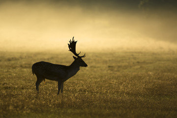 Misty morning and fallow deer