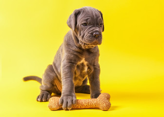 Beautiful young puppy italian mastiff cane corso (1 month) 