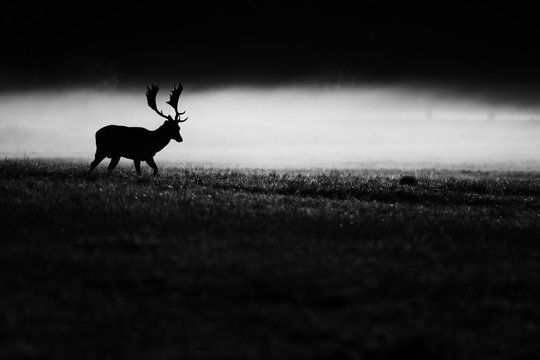 Fototapeta Fallow deer in Black and white