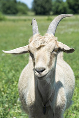 Goat grazing in a meadow. Close-up.