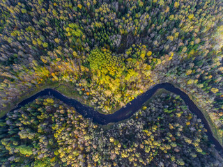 Autumn forest from air.