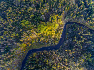 Autumn forest from air.