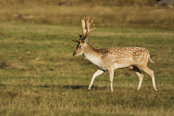 European fallow deer on the grass