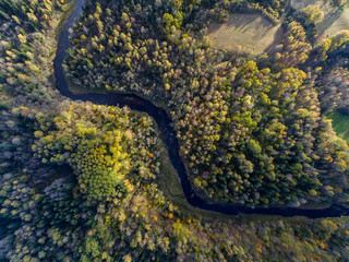 Autumn forest from air.