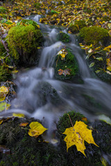 Fototapeta premium Water stream and fall yellow leavs.