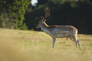 Fallow deer on the grass