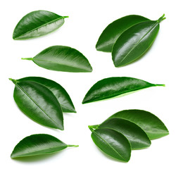 Citrus leaves isolated