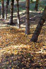Autumn Season, Trees and Yellow Leaves. Landscapes