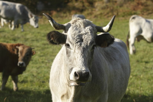 Vache gasconne