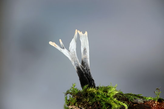 Candlestick fungus, Xylaria hypoxylon