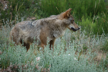 Canis Lupus Signatus watching, side view