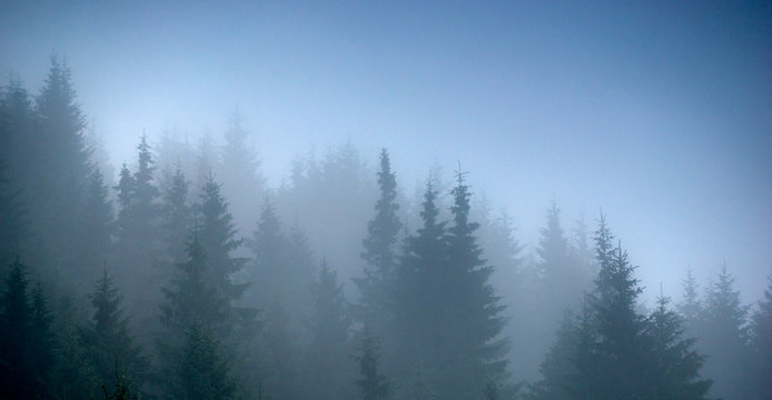 Fototapeta fog forest trees panorama