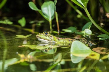 Grüner Frosch im Teich