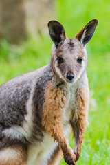 Naklejka na ściany i meble Junges Känguru im Zoo