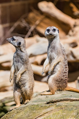 Fototapeta premium Wachsame Erdmännchen