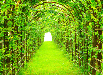 Green tunnel in fresh spring foliage. Way to nature. Natural background from beautiful garden.