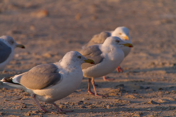 Seagulls At The Beach
