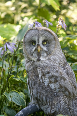 Great Gray owl