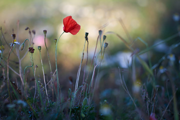 Poppy