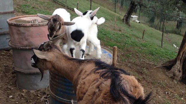 Tenere caprette mordono le corna della mamma