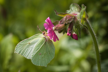 Brimstone