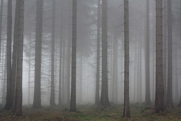 Autumn fog in the spruce forest