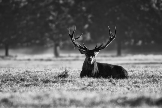 Red deer in black and white on the grass