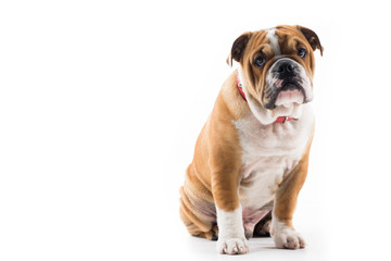 Fototapeta premium English Bulldog