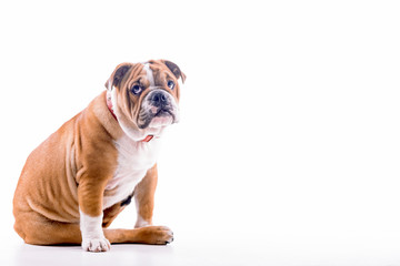 Obraz premium Sad English bulldog