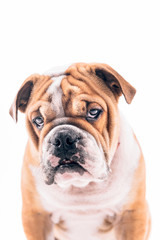 English bulldog pup portrait