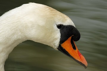 swan