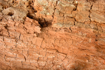 Dry orange tree trunk