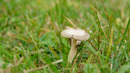 Mushroom in the grass