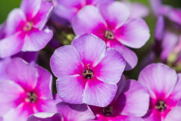 Fototapeta na wymiar Phlox flowers in the garden