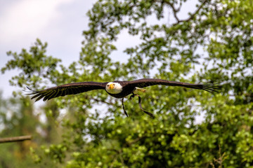 Weißkopfseeadler im Flug - Haliaeetus leucocephalus