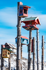 Lustige Vogelhäuser auf Island