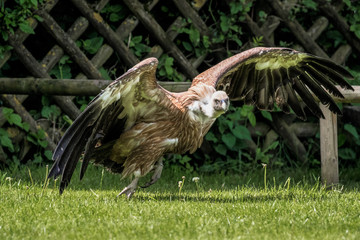 Gänsegeier - Gyps fulvus