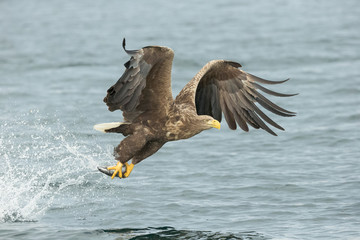 White-tailed Eagle Hunting © andyastbury