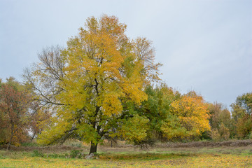Fototapeta premium Lonely tree with autumn leaves