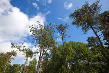 forest