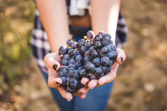 Female hands holding red grape