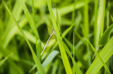 Alles grün! Libelle im Schilf  